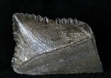 Big Edestus Shark Tooth In Jaw - Carboniferous #15920-1